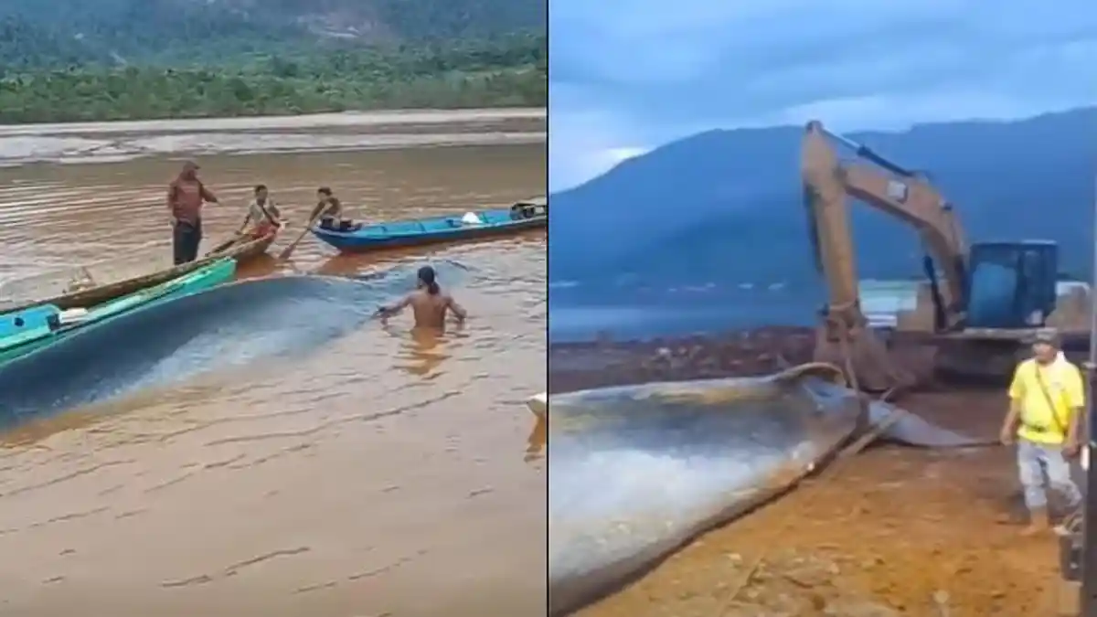 Ikan Paus Terdampar di Petasia Morowali Utara Mati saat Proses Evakuasi