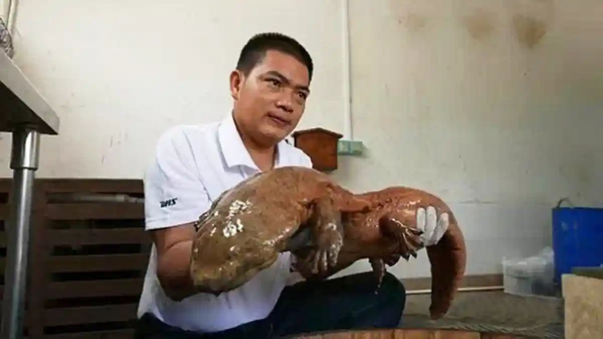 Xiao Temukan Salamander Raksasa