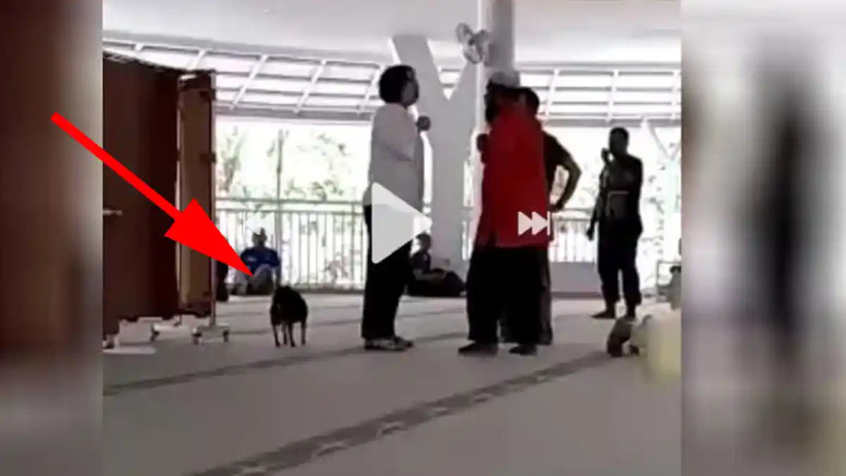 RIP! Ini Kondisi Anjing yang Viral Dibawa Wanita ke Dalam Masjid di Sentul, Ditemukan Pecinta Hewan