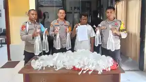 200-kantong-cap-tikus-di-razia-polisi-di-Halmahera-Selatan.jpg