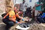 Penemuan Tulang Belulang Hebohkan Paras Jaya Plaju, Sempat Dikira Kerangka Bayi Ternyata Hewan Ini