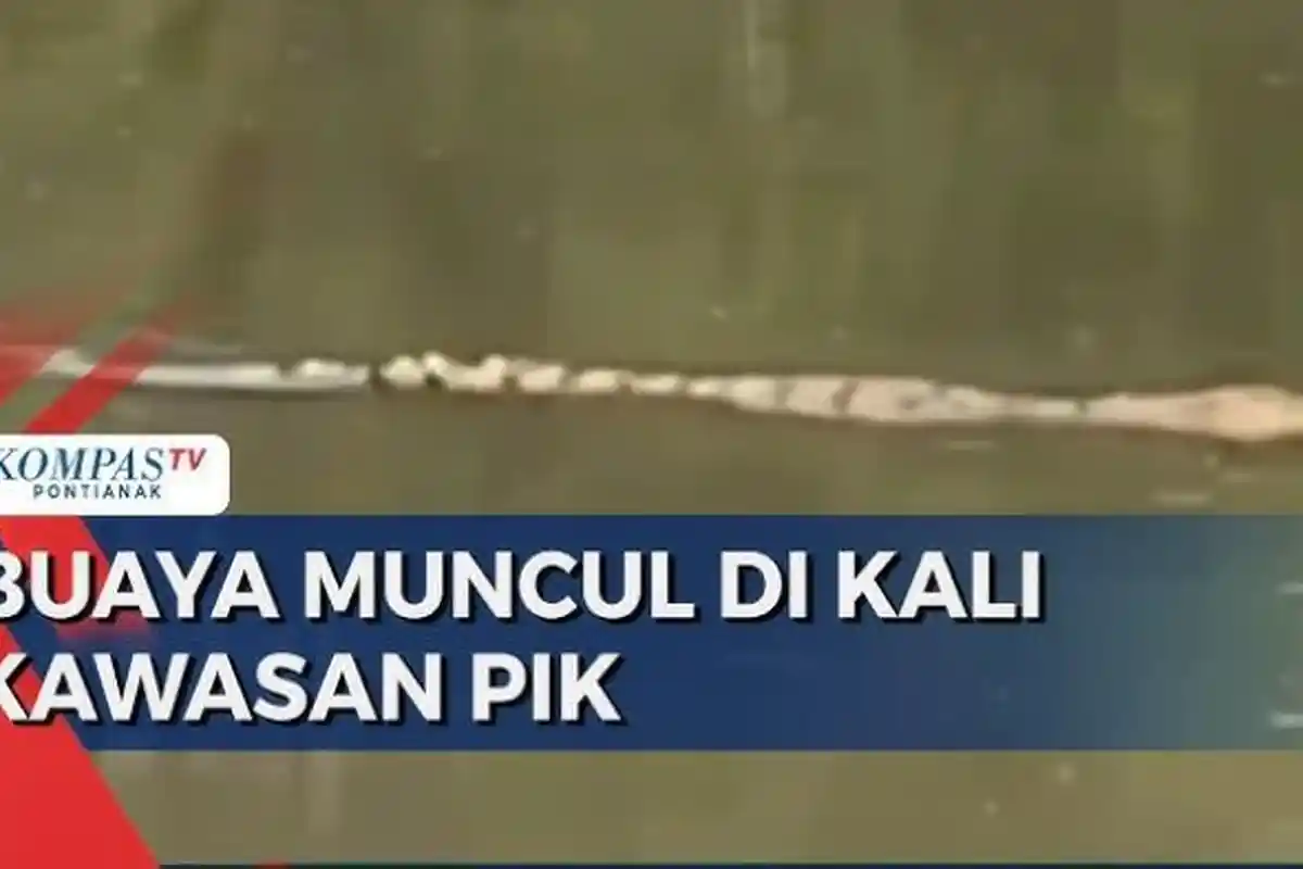 Geger! 2 Buaya Berukuran Besar Muncul di Kali Cengkareng Drain Kawasan PIK, Bikin Resah Warga