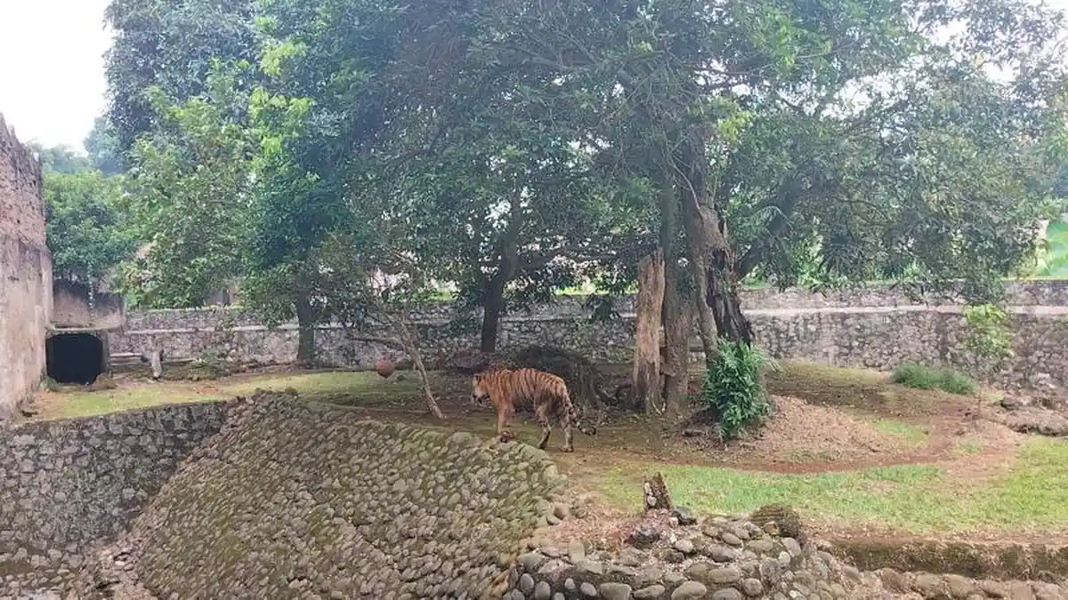 Viral Harimau Kurus di Ragunan, Ternyata Juve Idap Kelainan Hip Dysplasia