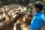Kebun Binatang Bandung Zoological Garden