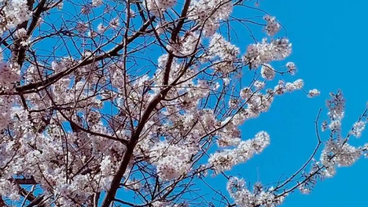 Yuk Lihat Momen Mekarnya Bunga Sakura di Jepang, Ini Jadwal Mekar Bunga Sakura Tahun 2019