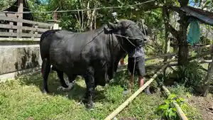 20260527-kingkong-sapi-prabowo-di-pinrang.jpg