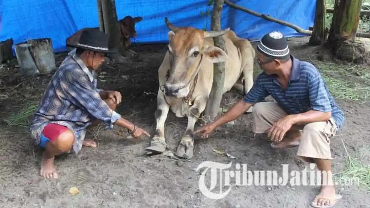 Panik Wabah PMK Kian Menyebar, Peternak di Lumajang Pilih Jual Sapi dengan Harga Murah