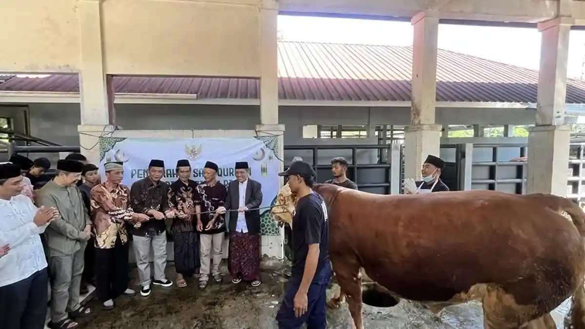 Bupati Afif Apresiasi Sapi Kurban Presiden Prabowo untuk Wonosobo: Bentuk Perhatian ke Masyarakat