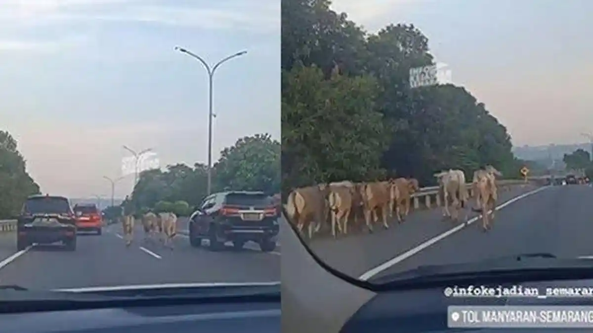 MOMEN Kawanan Sapi Lepas dan Kuasai Jalan Tol di Semarang Bikin Geger, Ternyata dari Truk Terbakar