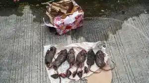 bangkai-tikus-tempo.jpg