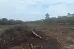 Penanggulangan Abrasi Telan Biaya Besar, Hutan Lindung Dekat Desa Belilik Justru Luluh Lantak