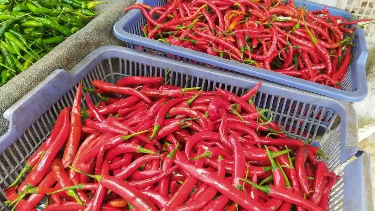 Harga Cabai Merah Tembus Rp 80 Ribu Perkilo di Pekalongan