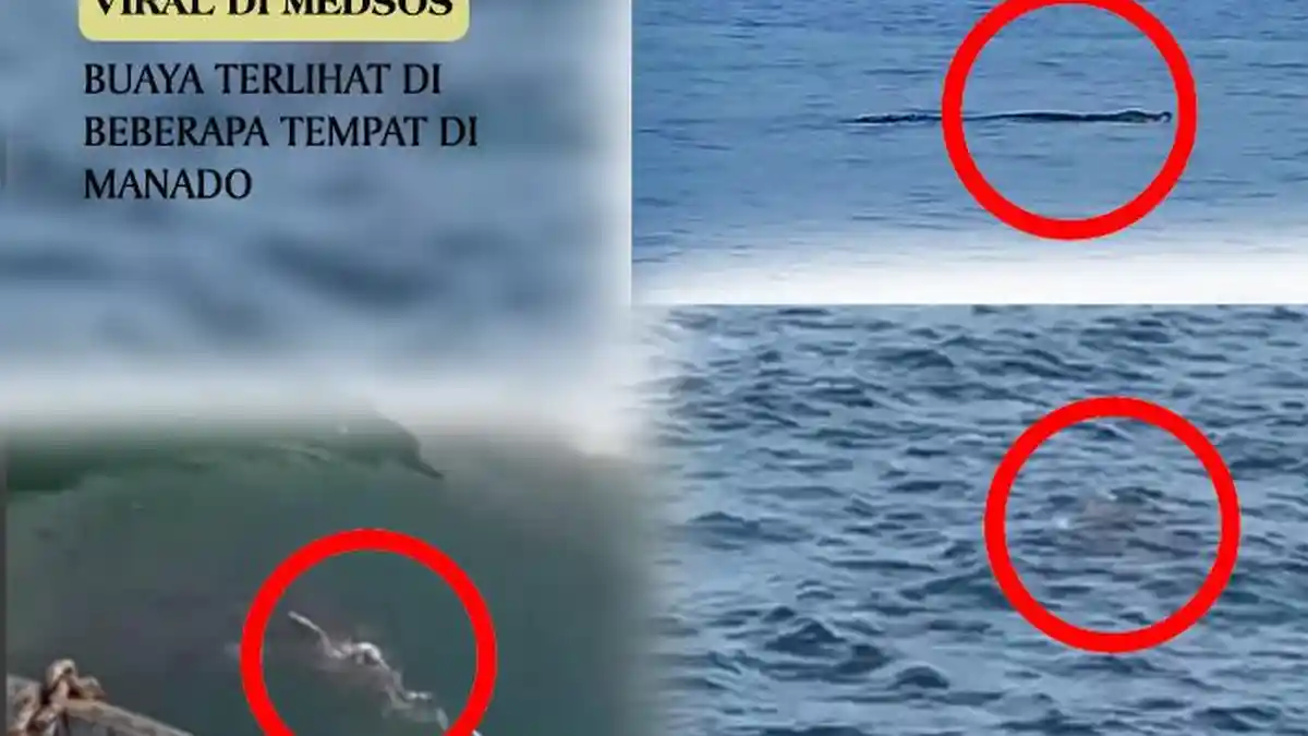 Ahli Kelautan Ungkap 3 Kemungkinan Penyebab Buaya Muncul di Teluk Manado