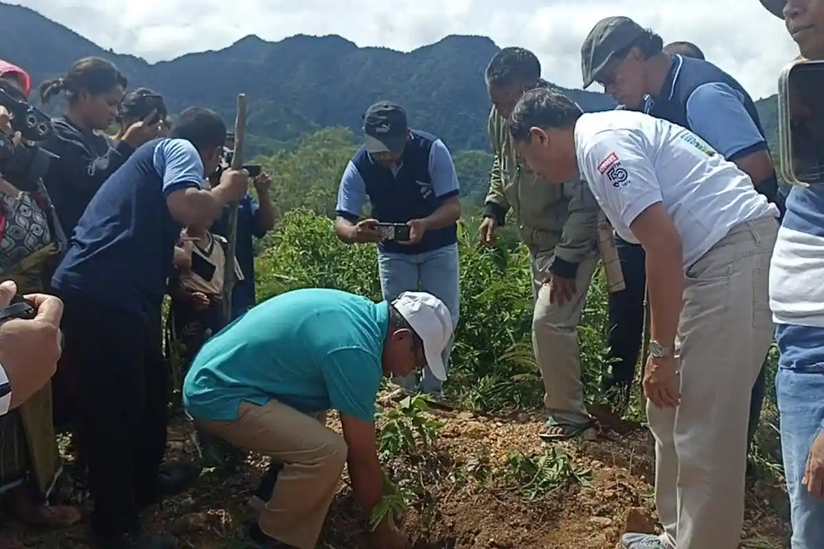 Komisi JPIC Keuskupan Ruteng Gandeng Paroki Ponggeok Tanam Ribuan Anakan Pohon di Lungar Poco Leok