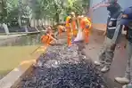 gerebek-ikan-sapu-di-jakartaa.jpg