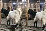 Menabung Setahun untuk Berkurban, Anak SD di Sukoharjo Ini Bikin Takjub Penjual Kambing