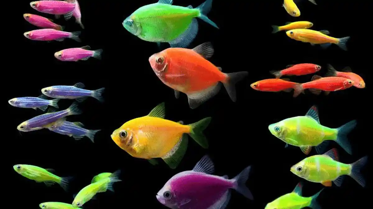 6 Ikan Hias Berbentuk Unik, Bisa Menyala dan Berwarna-warni