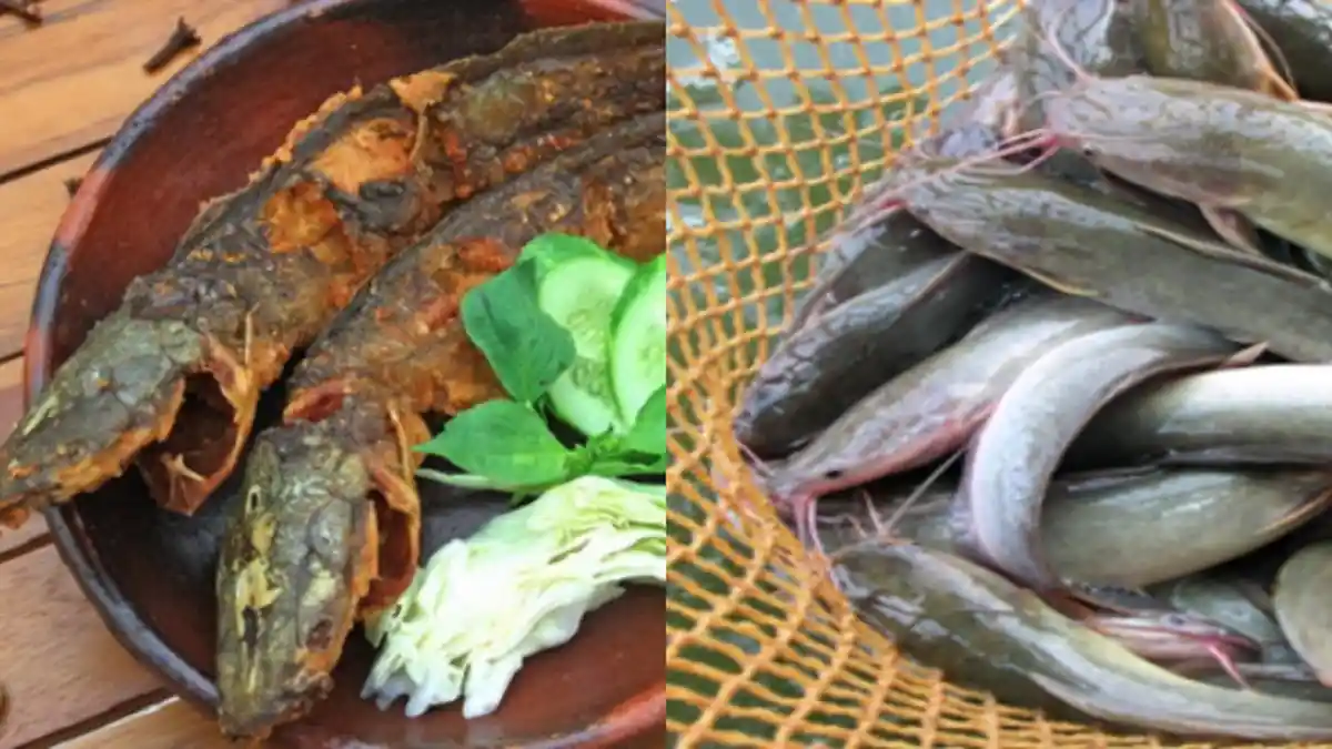 4 Cara Membersihkan Lendir Ikan Lele dan Kumpulan Resep Memasak Lele Jadi Makanan Lezat di Rumah