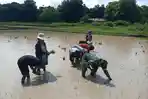 Babinsa-Desa-Umaklaran-Kecamatan-Tasifeto-Timur-tanam-padi.jpg