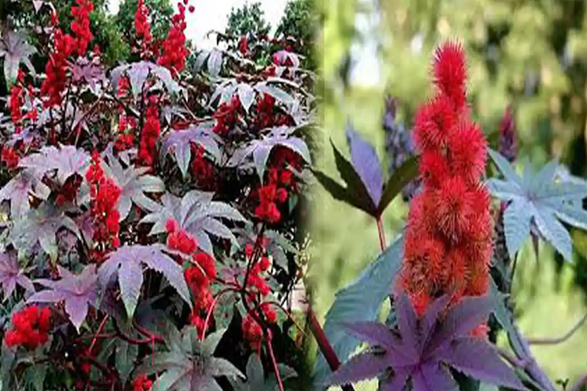 Hati-hati dengan Buah Beracun Mematikan Ini, Bentuknya Mirip Rambutan, Ada di Sekitar Kita!