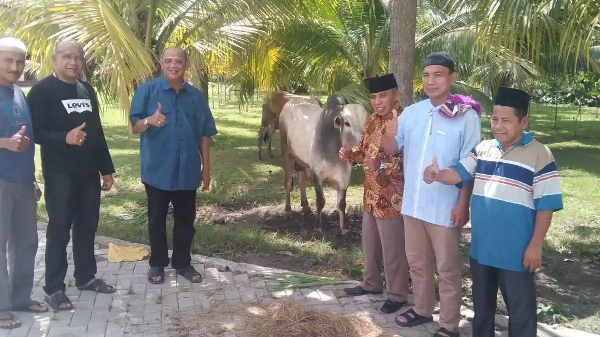 Plt Bupati Langkat Syah Afandin dan Keluarga Berqurban Tujuh Ekor Sapi Kepada Masyarakat