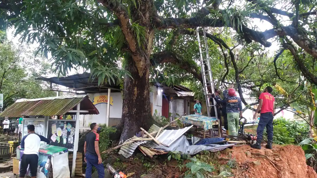 Membahayakan Masyarakat, Pohon Besar di Dekat Jembatan Wai Lapu Halong - Ambon Ditebang