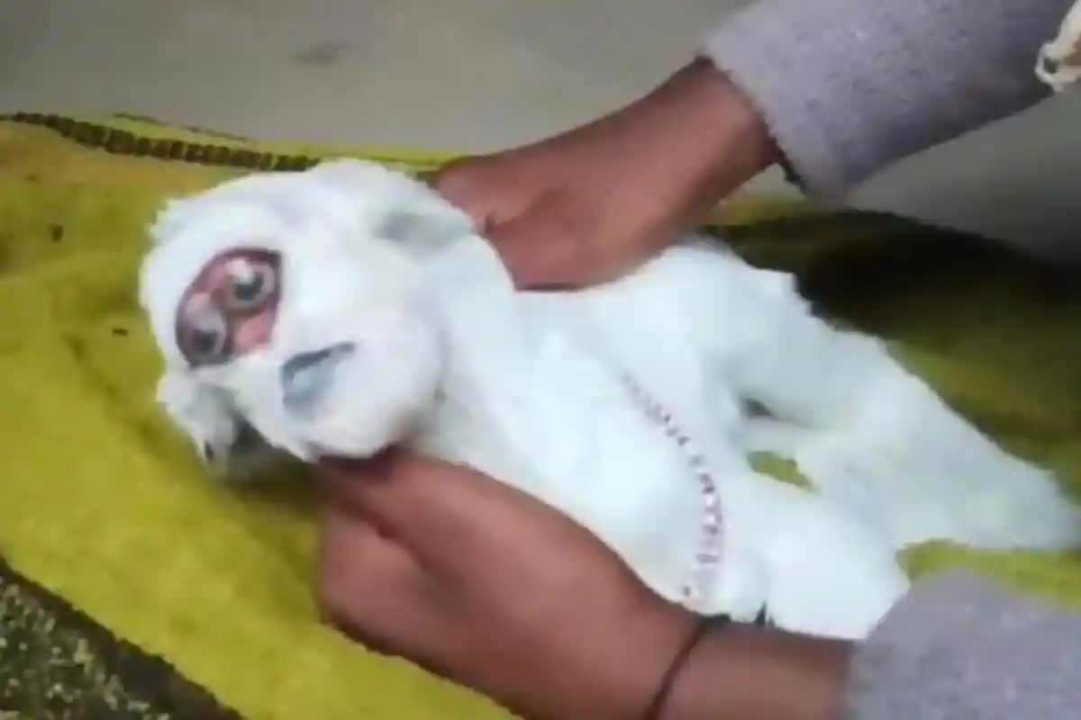 GEGER Kambing Lahir dengan Wajah Mirip Manusia, Warga Berbondong-bondong Melihat, Begini Kondisinya