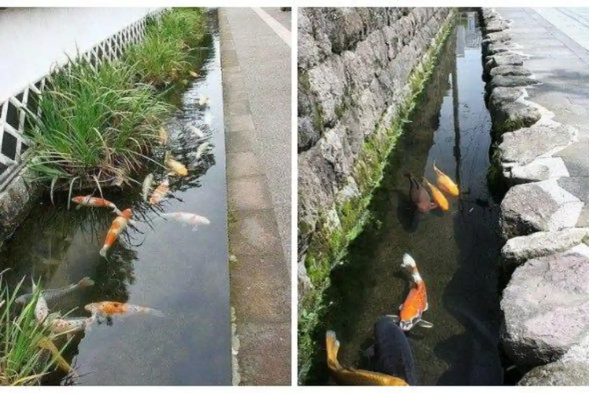 Intip Jernihnya Selokan Ikan Koi di Jepang, Shimabara Punya 60 Sumber Mata Air