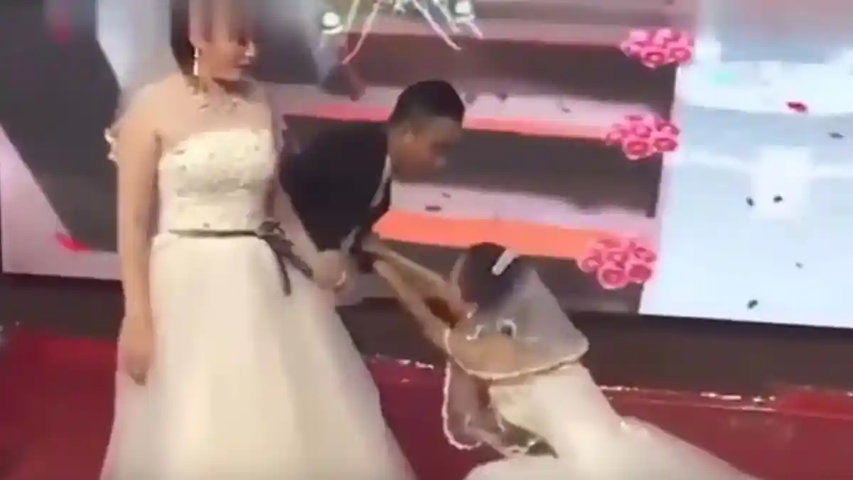 VIDEO VIRAL. Cewek Ini Datang ke Pernikahan Mantan Pakai Baju Pengantin, Minta Balikan