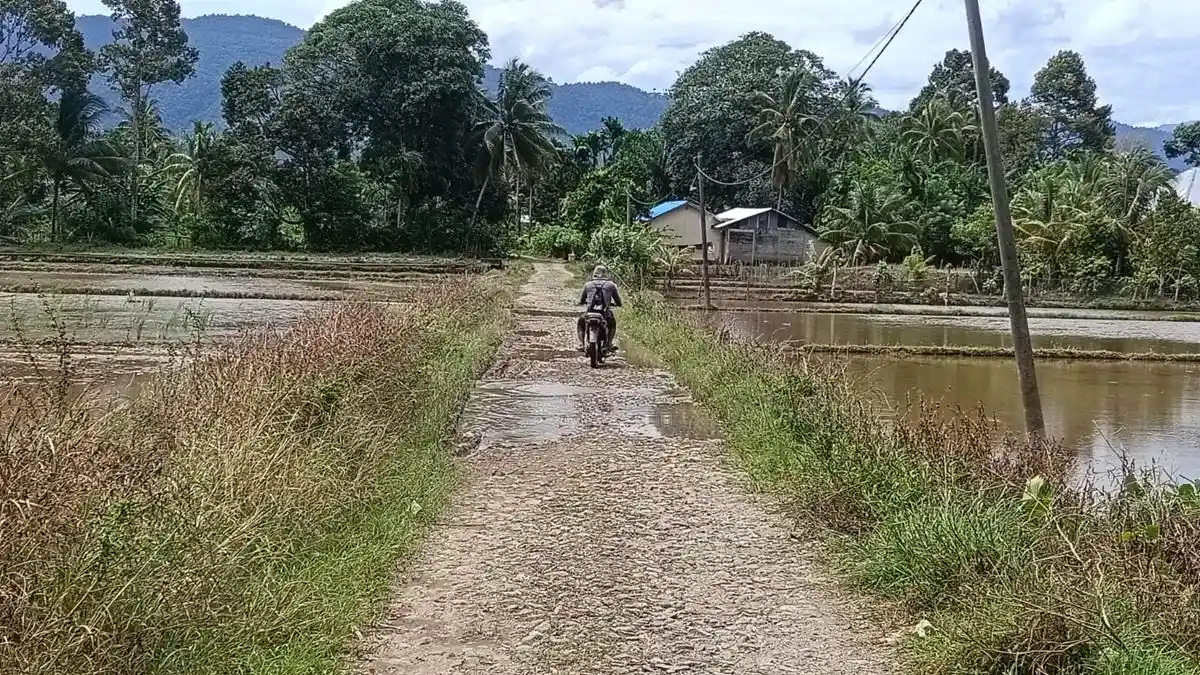 Tahun Ini, Pemkab Abdya Aspal Jalan Akses Pertanian di Jeumpa - Serambinews.com