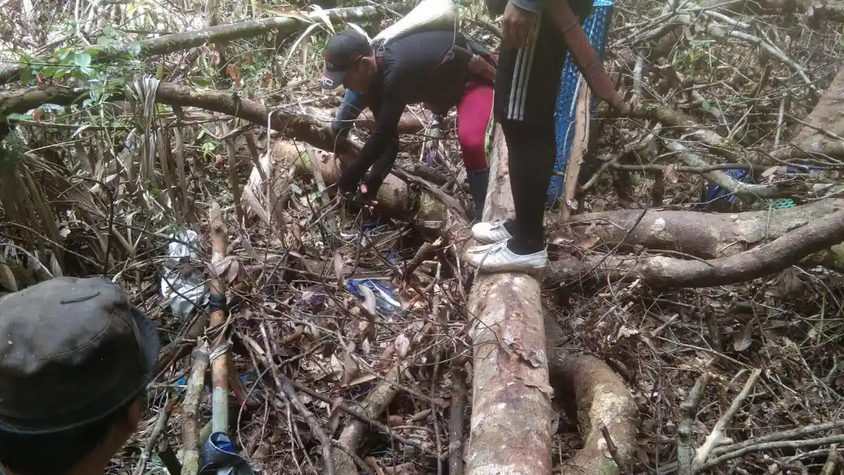 Sepekan Hilang di Hutan, Warga Malinau Ditemukan Tewas Tertimpa Pohon, Satu Orang Dalam Pencarian