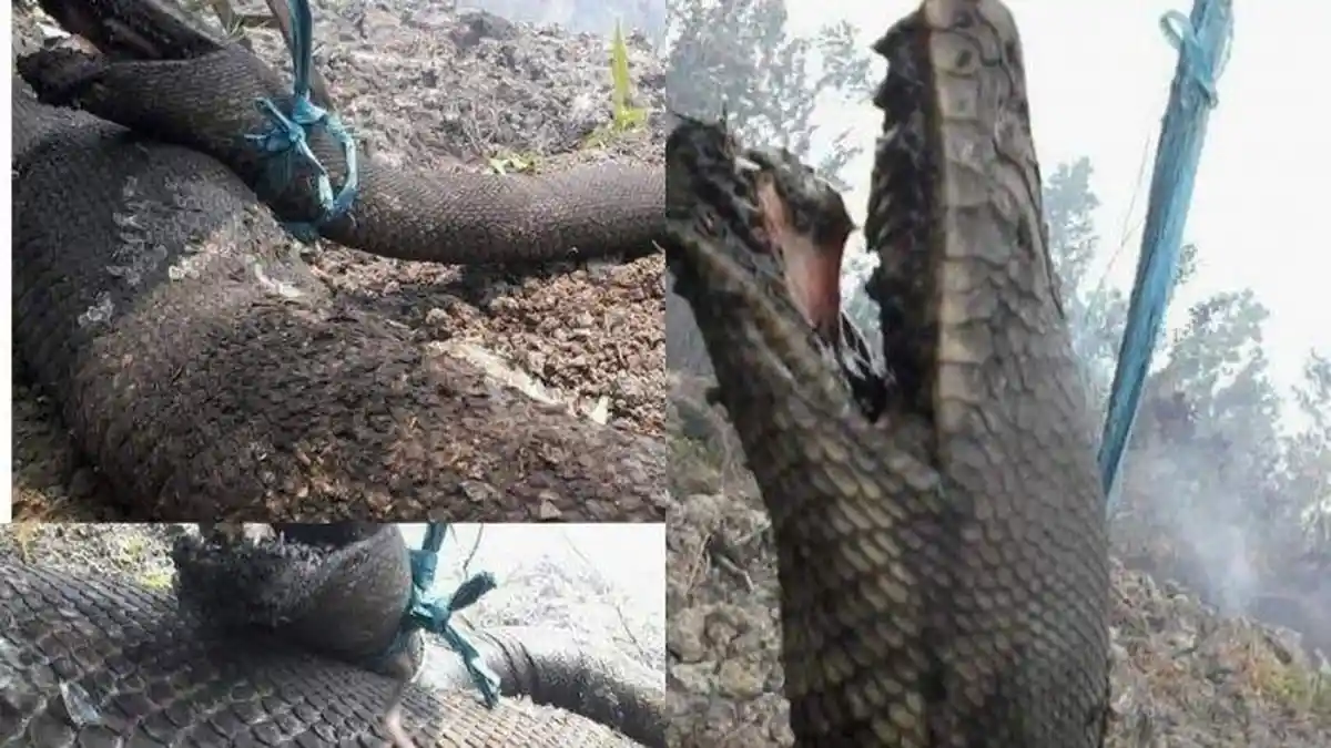 Ular Langka di Kalimantan Ikut Menjadi Korban Kebakaran