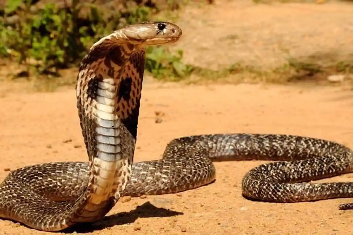 Pemuda Asal Mamuju Dipatuk Ular King Kobra di Kaltim Hingga Tak Sadarkan Diri