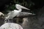 Burung Pelikan atau Undan di Kebun Binatang Ragunan