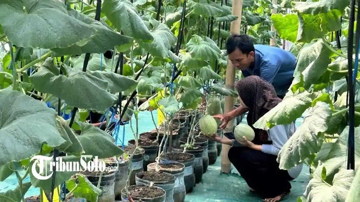 Ada Wisata Petik Melon di Juwiring Klaten, Dikelola BUMDes Ketitang Kembangkan Greenhouse Sederhana
