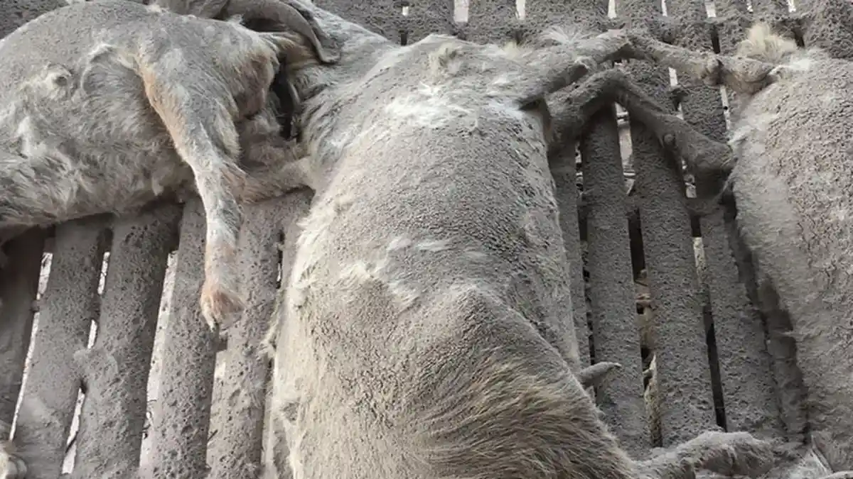 Imbas Letusan Gunung Semeru, Belasan Hewan Ternak Mati dan 1 Orang Meninggal