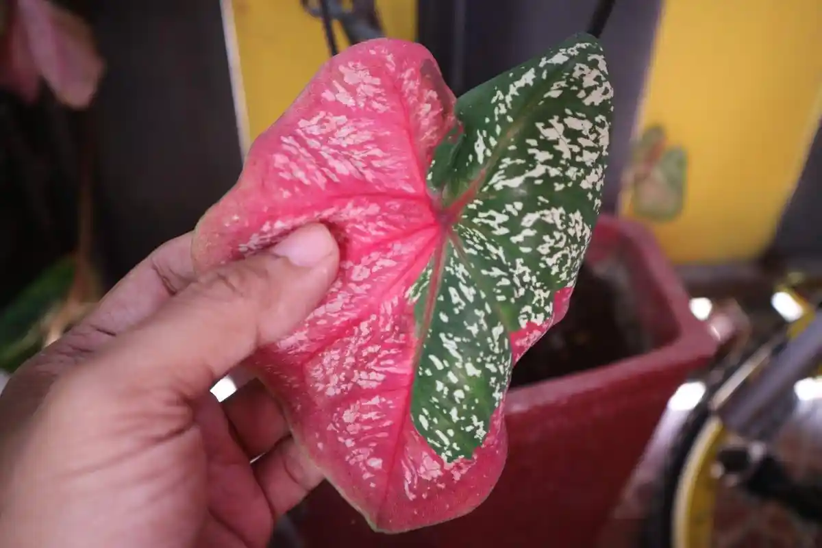 Penting Bagi Penggemar Tanaman Hias, Silahkan Coba Membersihkan Daun Tanaman Hias Dengan Metode Ini