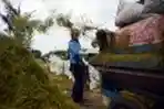 Buruh Tani Pemanen Padi