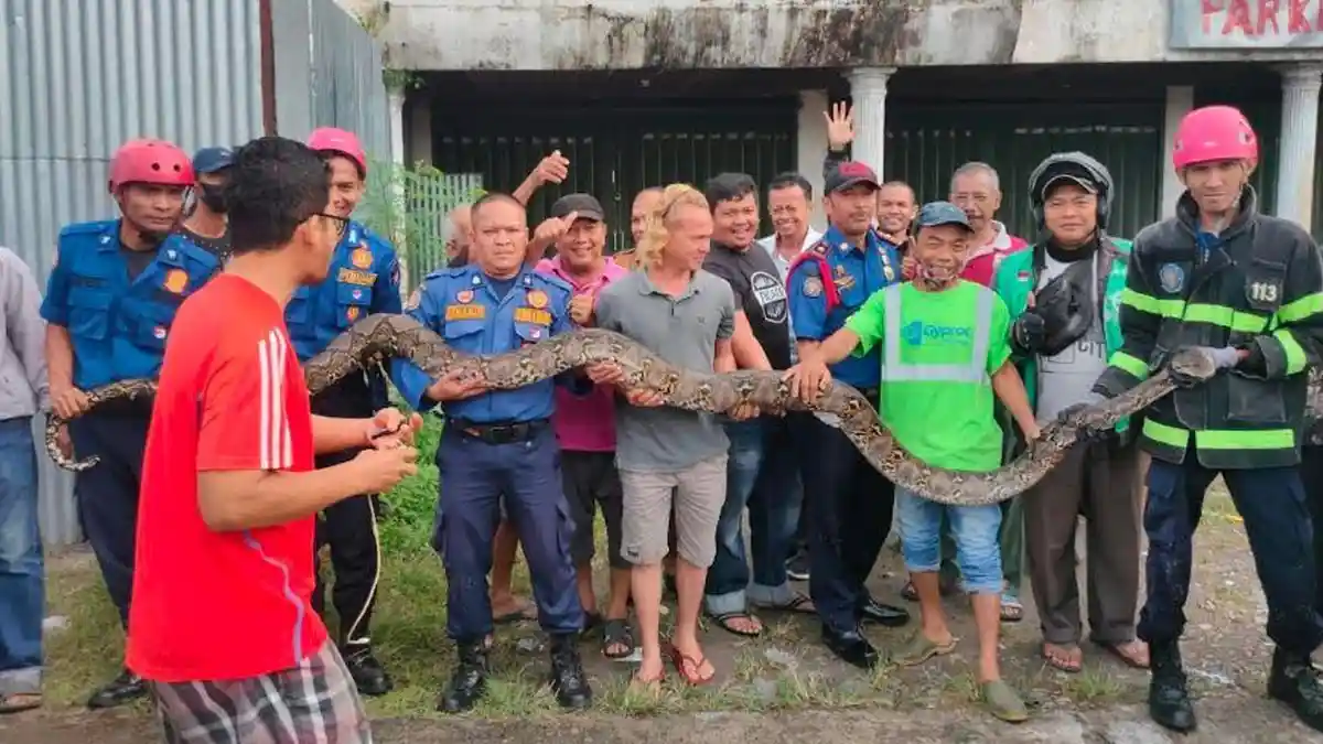 Ular Piton Sepanjang 5 Meter Dievakuasi Petugas Damkar dari Sela Loteng Ruko di Padang