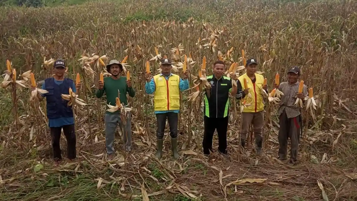 Merugi Karena Harga Anjlok, Petani Jagung di Aceh Timur Minta Pemerintah Stabilkan Harga