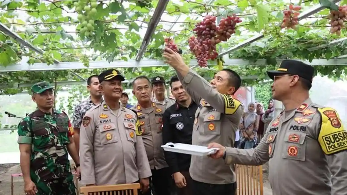 Melihat Wisata Kebun Anggur Satu-satunya di Desa Burai Ogan Ilir  yang Dikelola Emak-emak
