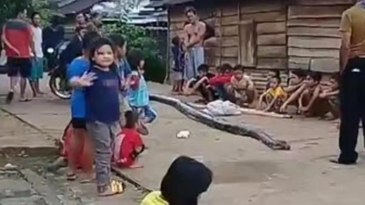 Kronologi Warga Temukan 2 Ular Piton Sepanjang 6,5 Meter dan 4 Meter di Lubuklinggau