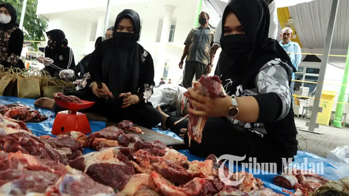 Dibeli Pakai Duit Rakyat, 250 Ekor Sapi Kurban Disebar ke Penjuru Sumut Hingga ke Pulau Nias