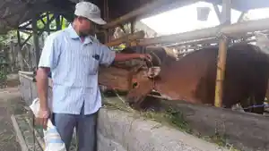 Harga-sapi-Bali-di-Lombok-Tengah.jpg