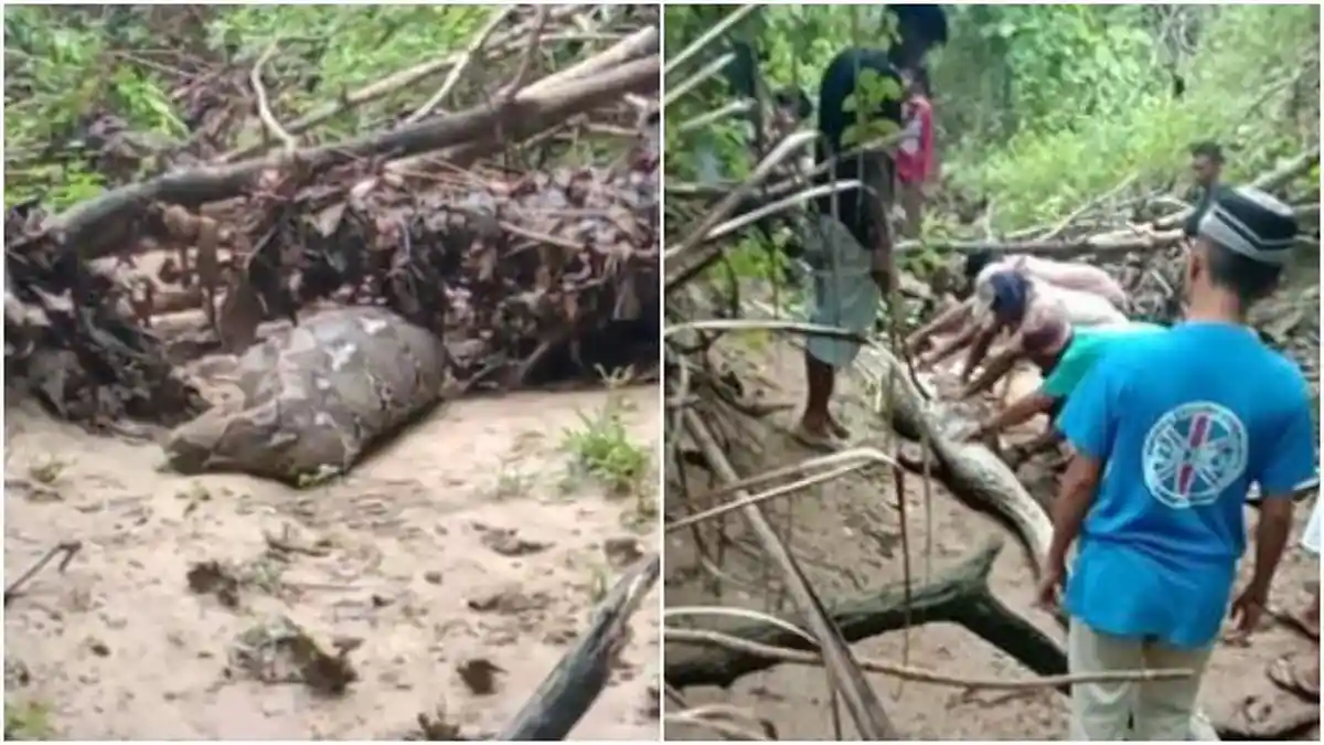 Video Detik-Detik Warga Penggal Kepala Piton hingga Tewas, Ada Seekor Anak Sapi Didalam Perut Ular