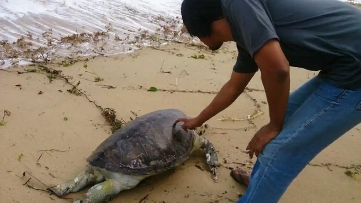 Bangkai Penyu Terdampar di Arung Dalam Koba, Ditemukan Bekas Jeratan