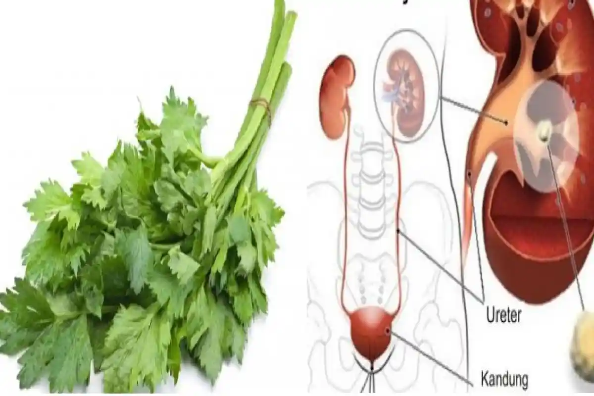 Begini Cara Meracik Daun Seledri untuk Bersihkan Ginjal