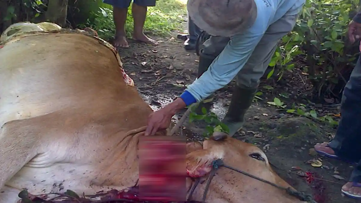 Pencuri Nekat Menjagal Sapi di Tengah Kebun, Hanya Bawa Satu Paha