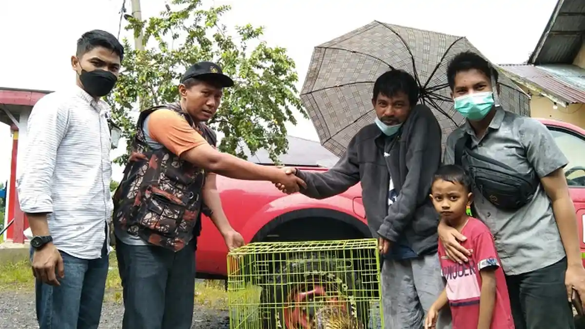 BKSDA Sumbar Selamatkan Induk & Anak Trenggiling di Agam, Warga Temukan saat Melintas di Jalan Raya