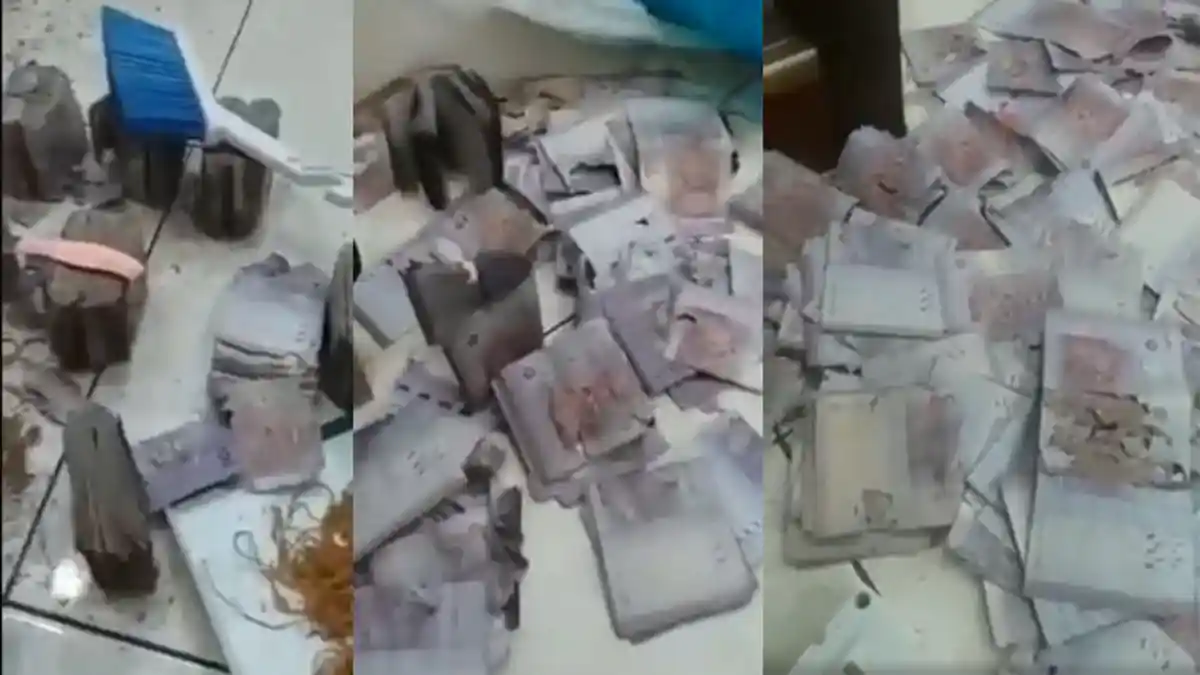 Video Viral, Tumpukan Uang Dalam Kaleng Hancur Digerogoti Serangga, Nominalnya Hampir Rp 1 Miliar